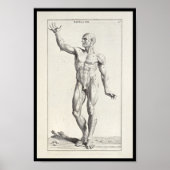 1691 Kunstmatige anatomiespieren Kunst Afdrukken Poster (Voorkant)
