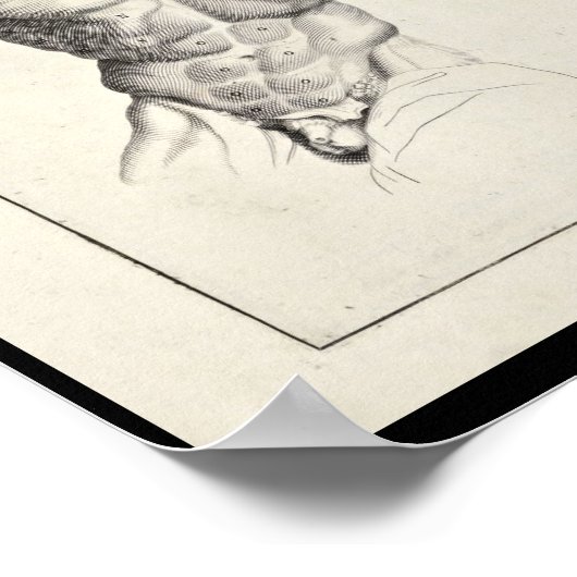1691 Kunstmatige anatomiespieren Torso Art Afdrukk Poster (Hoek)