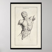 1691 Kunstmatige anatomiespieren Torso Art Afdrukk Poster (Voorkant)