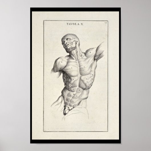 1691 Kunstmatige anatomiespieren Torso Art Afdrukk Poster (Voorkant)