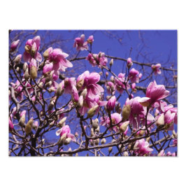 16-inch x12-inch roze magnolia foto afdruk