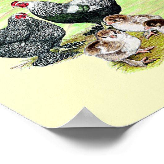 16 Kipfamilies Poster (Hoek)