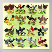 16 Kipfamilies Poster (Voorkant)