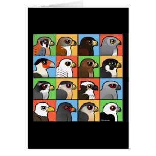 16 Noord-Amerikaanse Raptorprofielen