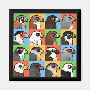 16 Noord-Amerikaanse Raptorprofielen Magneet