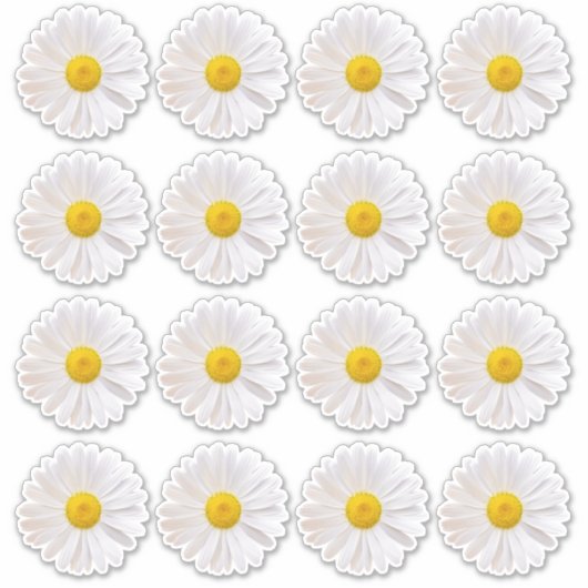 16 Shasta Madelief Bloem Kiss-Cut Stickers (Voorkant)