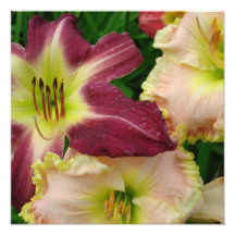 16"x16" Daglelies