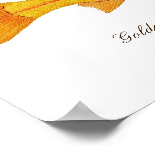 16 x 12 inch, Value Poster Paper (Matte) (Hoek)