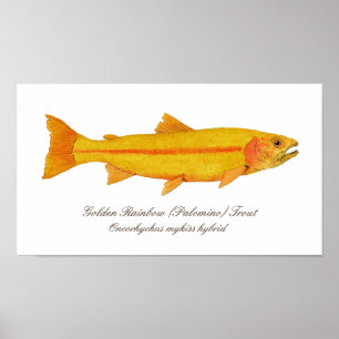 16 x 12 inch, Value Poster Paper (Matte)