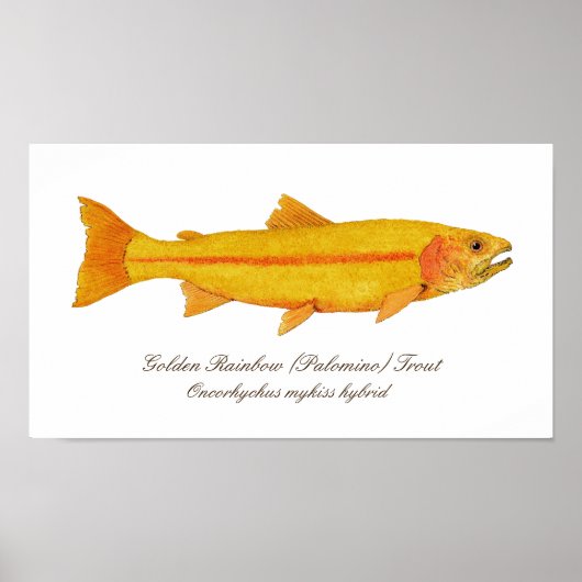 16 x 12 inch, Value Poster Paper (Matte) (Voorkant)