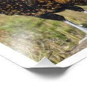 16 X 12 Vier Poolse kippen Foto Afdruk (Hoek)