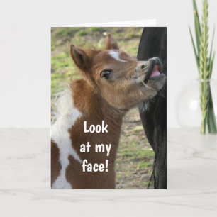 **16e MAANDAG** GESPIESDE PONY Kaart