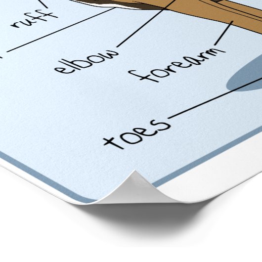 16x12 Canine-anatomie Poster (Hoek)