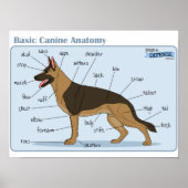 16x12 Canine-anatomie Poster (Voorkant)