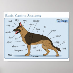 16x12 Canine-anatomie Poster