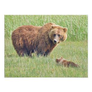 16x12 grizzly beren Foto afdrukken