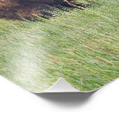 16x12 grizzly beren Foto afdrukken (Hoek)