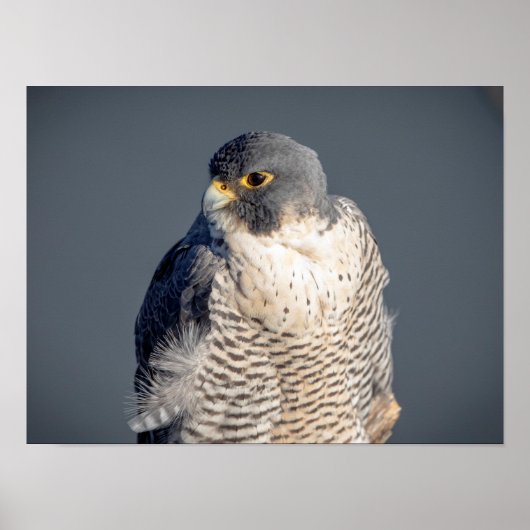 16x12 Peregrine Falcon langs de Hudson rivier Poster (Voorkant)
