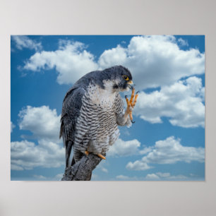 16x12 Peregrine Falcon langs de Hudson rivier Poster