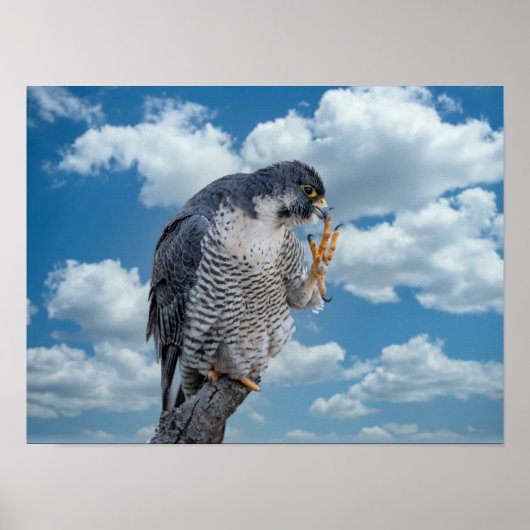 16x12 Peregrine Falcon langs de Hudson rivier Poster (Voorkant)