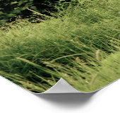 16x12 Poster papier (Matte) met grizzly beer (Hoek)