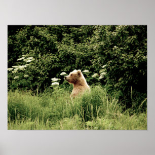 16x12 Poster papier (Matte) met grizzly beer