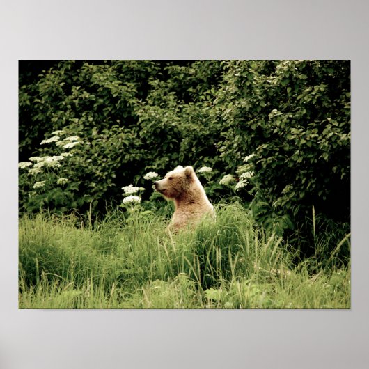 16x12 Poster papier (Matte) met grizzly beer (Voorkant)