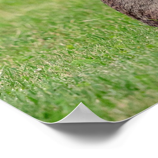 16x12 Rabbit in het gras en er schraal uitzien Poster (Hoek)