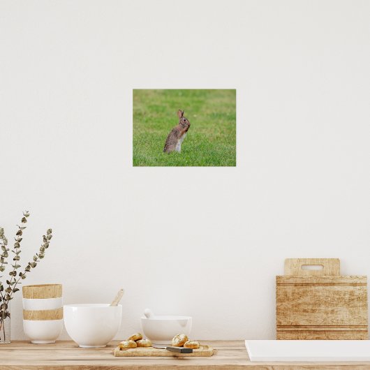 16x12 Rabbit in het gras en er schraal uitzien Poster (Keuken)