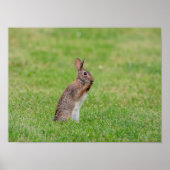 16x12 Rabbit in het gras en er schraal uitzien Poster (Voorkant)