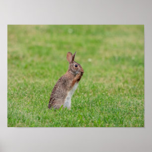 16x12 Rabbit in het gras en er schraal uitzien Poster