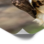 16x12 Roodstaarthaai in de Hudson-vallei Poster (Hoek)