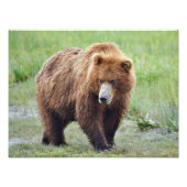 16x12 Satin foto van grizzly beer Foto Afdruk (Voorkant)