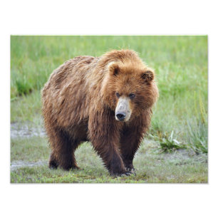 16x12 Satin foto van grizzly beer Foto Afdruk