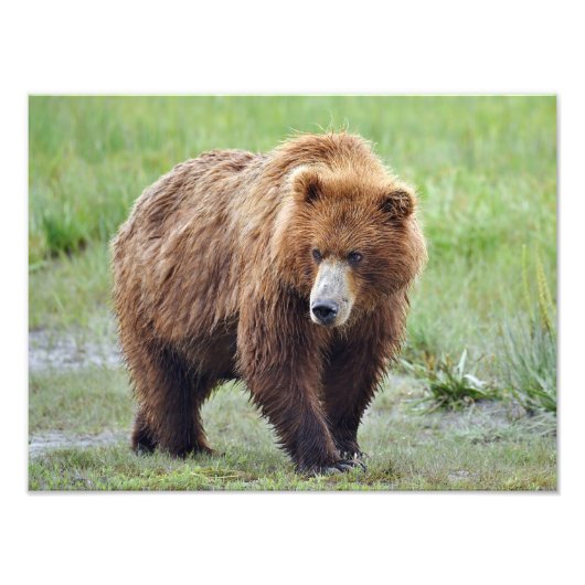 16x12 Satin foto van grizzly beer Foto Afdruk (Voorkant)