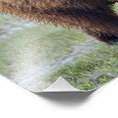 16x12 Satin foto van grizzly beer Foto Afdruk (Hoek)