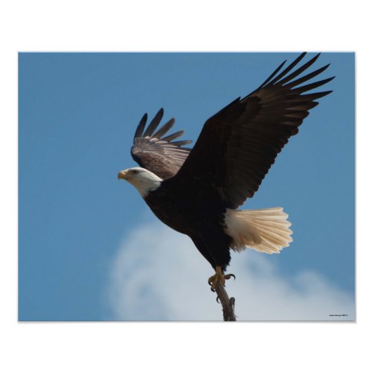 16x20 Bald Eagle vliegt! Foto Afdruk (Voorkant)