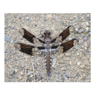 16x20 Dragonfly - een gemeenschappelijke witte sta Foto Afdruk