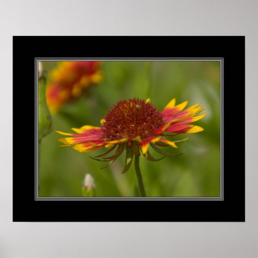 16x20 Indiase Blanket Wildflower Poster (Voorkant)