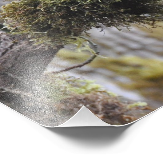 16X20-kantrecht in Big Leaf Maple Tree Foto Afdruk (Hoek)