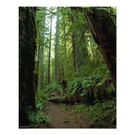 16x20 Old Growth Forest in Twanoh State Park, WA Foto Afdruk (Voorkant)