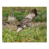 16x20 onvolgroeide Red Tailed Hawk Foto Afdruk (Voorkant)