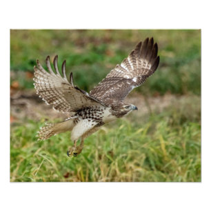 16x20 onvolgroeide Red Tailed Hawk Foto Afdruk