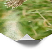 16x20 onvolgroeide Red Tailed Hawk Foto Afdruk (Hoek)