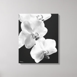 16x20 orchideeën in zwart & wit verpakt canvas kun