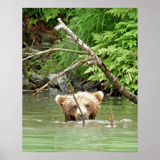 16x20 Poster papier (Matte) met grizzly beer cub (Voorkant)