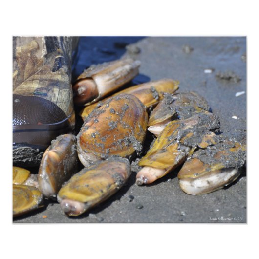 16x20 Razor Clams Digging Foto Afdruk (Voorkant)