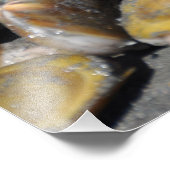 16x20 Razor Clams Digging Foto Afdruk (Hoek)