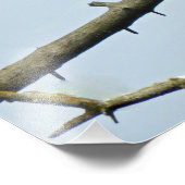 16x20 Satin foto van adelaar Foto Afdruk (Hoek)