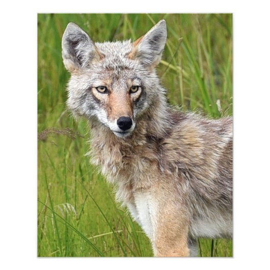 16x20 Satin foto van coyote Afdruk (Voorkant)